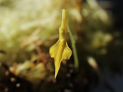 Utricularia mannii - Blüte