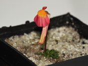 Utricularia menziesii
