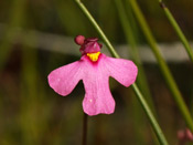 Utricularia multifida - Blüte