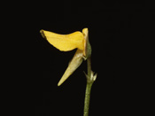 Utricularia nana