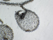 Utricularia nelumbifolia x reniformis - Fangblase