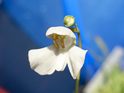 Utricularia nephrophylla - Blüte