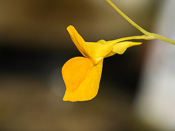 Utricularia odorata - Blüte