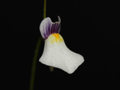 Utricularia parthenopipes - Blüte