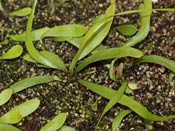 Utricularia praelonga
