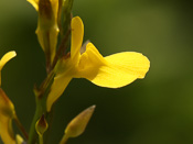 Utricularia prehensilis