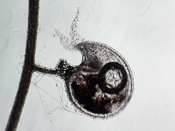 Utricularia prehensilis - Fangblase