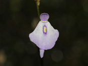 Utricularia pubescens - Blüte