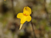Utricularia pusilla - Blüte