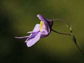 Utricularia reniformis 'small'