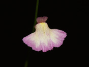 Utricularia rostrata
