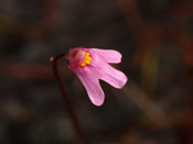 Utricularia tenella - Blüte