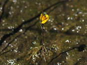 Utricularia x neglecta